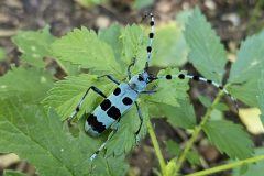 ルリボシカミキリ