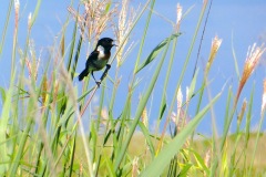 ハマナスの丘公園にて1