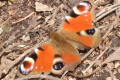 クジャクチョウ
