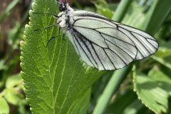 エゾシロチョウ